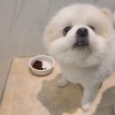 퍼피엔젤스 이미지