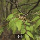 느티나무대구 이미지