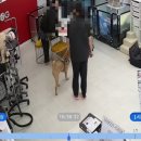 핫도그애견샵 이미지