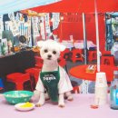 강아지풍경 이미지