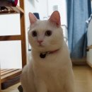 제주올래국수 이미지