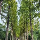 메타세콰이어길 이미지