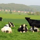 삼진향미양행 이미지