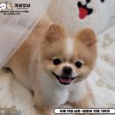 개성있냥 이미지