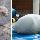미모고양이 이미지