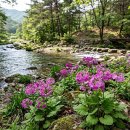 [열여섯 번째 이야기] 꽃을 들려주는 카페: 앵초(櫻草) 이미지