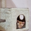 라라쉼터 이미지