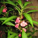 봉숭아물 물들이다 이미지