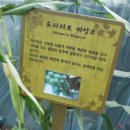 솔솔포도원