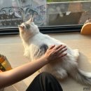 집사의하루 연남점 이미지