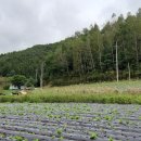 평창 휘닉스파크 5분 시골향기 마을 소개울있는 부지(317평,7천만) 이미지