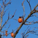 곡성-259 이미지