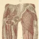 제2장 발의 신체역학적 구조와 기능 - 2. 하지의 해부학적 구조 - 2.2 하지의 근육 이미지