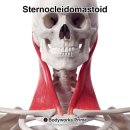 안현로서1길 | 거북목, 단순한 자세 문제가 아닙니다 (포승 피티, 안중 피티, 화양 피티)