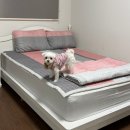 신월운동장 | 전북 애견동반 펜션, 1박 9만원 고창 강아지 펜션