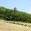 까망흑염소농장 이미지