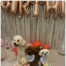 일산애견호텔 강아지유치원 맘바이일산점 이미지