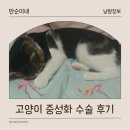 암컷 고양이 중성화 수술 후기 (수술 비용, 수술 후 관리, 환묘복 등)