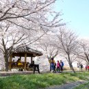 낙동강제방(강서30리벚꽃길) 이미지