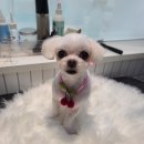 정샘 동물병원 이미지