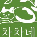 차차네 이미지