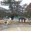 정자나무아래 이미지