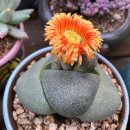 승아농장 이미지