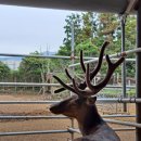 블루베리사슴농장 이미지