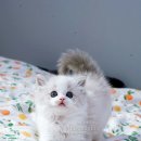 마론도리스(Marondollis) 이미지