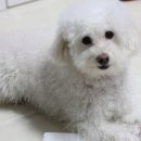 봉자쿠키 이미지