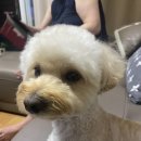 댕댕이이발관 이미지