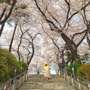 바다공원 | 인천 자유공원 벚꽃 실시간 후기: 바다와 역사가 만나는 마지막 벚꽃 엔딩