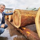 한국목재 이미지