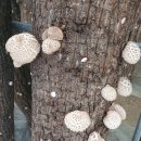 후인농장 이미지