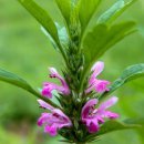 익모초(益母草, 영어: motherwort) 이미지