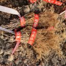 용진2농장 이미지