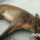 교동멧돼지 이미지
