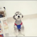 꼼꼼 애견미용실 이미지