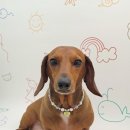 유니댕댕 이미지