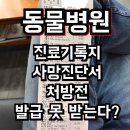 진교신 행정사 | 이비치 동물병원/강아지 치과/고양이 치과
