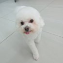 몽이슈
