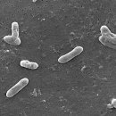 하나켄넬 이미지