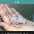 후즈독 | Very Strong 몽춘 (개강했다는 뜻)