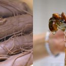 홍삼청과 이미지