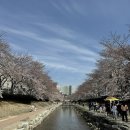 울산 남구 삼호동 행정복지센터 | 울산 벚꽃축제 무거천 생태하천 삼호동 궁거랑벚꽃한마당 제14회
