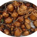 아피오스(아메리카나, 인디안 감자)란? 수확했습니다. 이미지