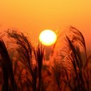 하늘공원 이미지