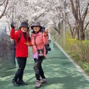 4월4일(목)양재천 수양 벚꽃길 이미지