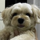 [어나더153] 강화도 수영장 애견펜션 내돈내산 🐶