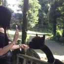 영선목장 이미지